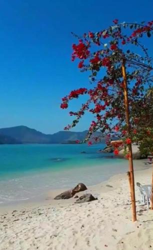 a tree on a sandy beach next to the water at Pousada Antåpriss in Angra dos Reis