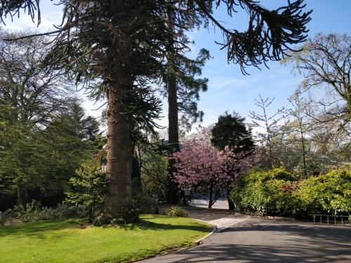 a tree in a park with a road at Banoge House in Donaghcloney
