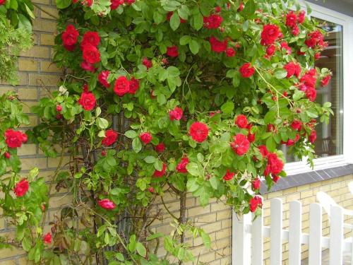 a bunch of red roses hanging from a building at 4 person holiday home in Dannemare in Dannemare