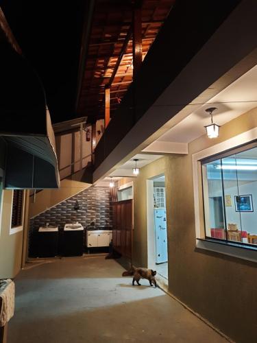 a cat standing in the middle of a hallway at Meu cantinho in Serra Negra