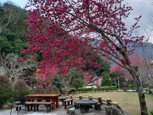 a tree with pink flowers on it in a park at 溪景生態農莊 桃園市民宿037號 in Hualing