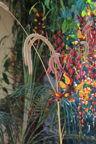 a close up of a plant with flowers and fruit at Nai'a Suites in Ubatuba