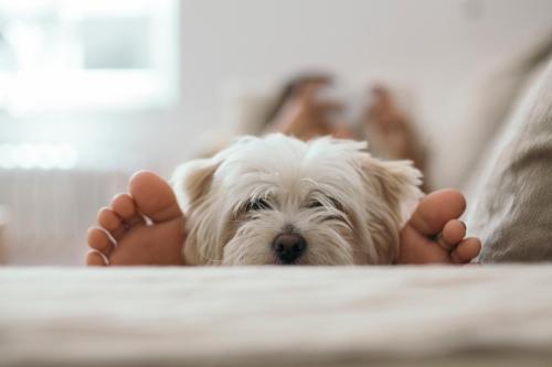a person laying on a bed with a dog at Staybridge Suites Anchorage by IHG in Anchorage