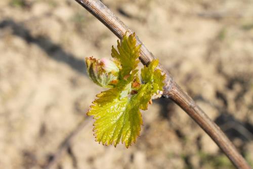 Φωτογραφία από το άλμπουμ του Domaine Joseph LAFARGE Wine Resort Oeno-tonneaux expérience σε Lugny