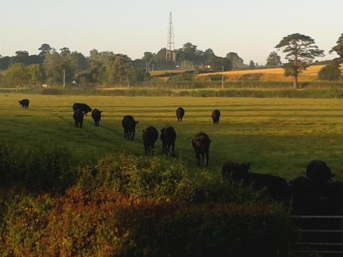 a herd of cows grazing in a field at Courtbrook Farm in Exeter