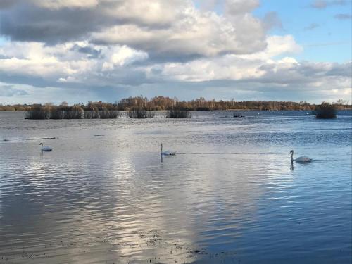 a group of swans swimming in a large lake at Sieburczynianka in Wizna