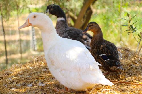 a group of ducks standing on a pile of hay at Agriturismo Vulcano in Mirto Crosia
