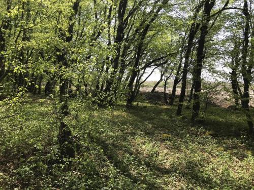 a wooded area with trees and green grass at Camping AISI in Lagodekhi in Lagodekhi