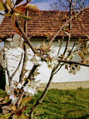 a tree with white flowers in front of a building at Hotel Окремий Будинок-Апартаменти in Rakoshyno