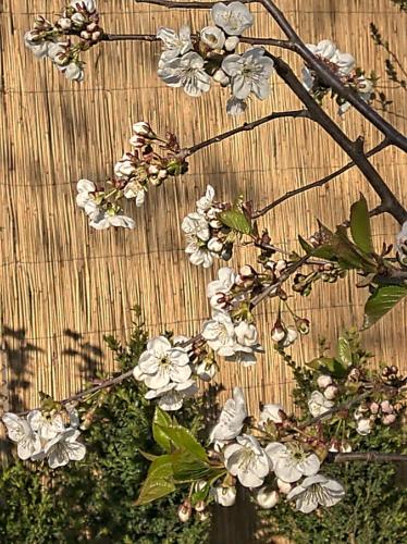 a branch with white flowers on a wooden fence at Hotel Окремий Будинок-Апартаменти in Rakoshyno