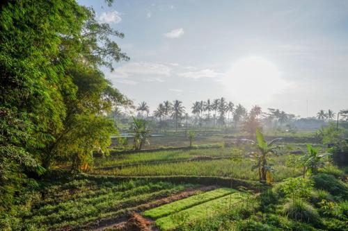 a field of crops with palm trees in the background at RedDoorz Syariah at Omah Sawah in Balong