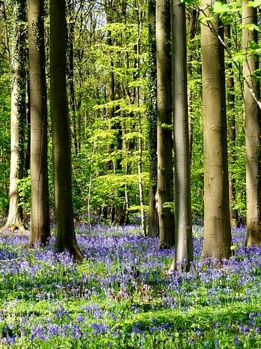 a forest filled with bluebells and trees at B&B prince d’Orange Waterloo in Waterloo