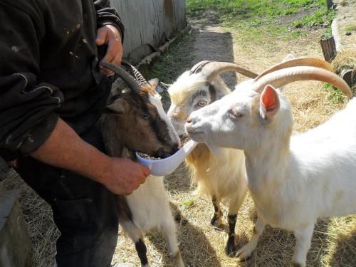 a man feeding two goats from a feeding bowl at B&B da Paola in Bardalone
