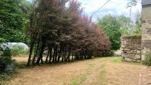 a row of trees next to a dirt road at Lacken Millhouse and Gardens in Cavan