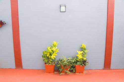 a group of potted plants against a white wall at ODG Cotonou - Résidences Océan De Grâce in Cotonou
