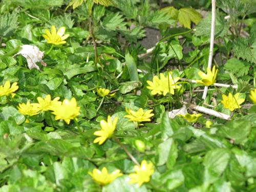 a group of yellow flowers in a garden at Fuglevænget in Hundested