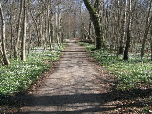 a dirt road in a forest with trees and flowers at Fuglevænget in Hundested