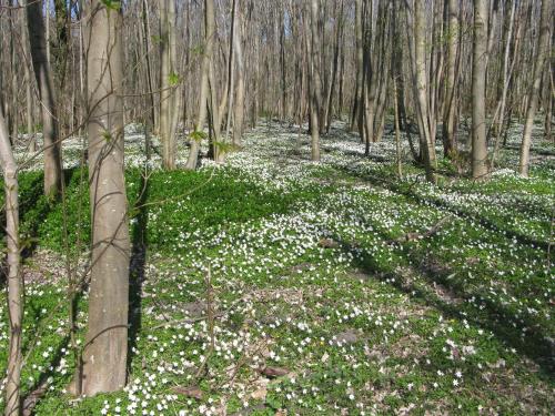a forest filled with white flowers and trees at Fuglevænget in Hundested