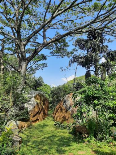 a tree and rocks in a field with grass at GlenMyu Estate in Haputale