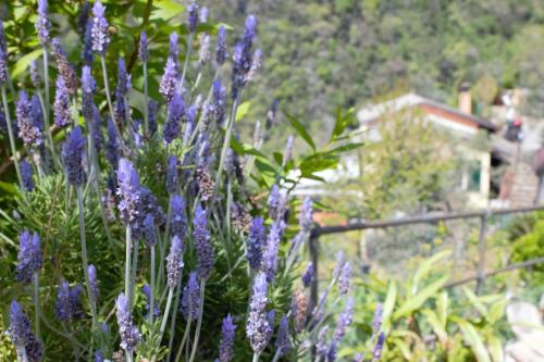 a bunch of purple flowers with a house in the background at Azalea in Recco