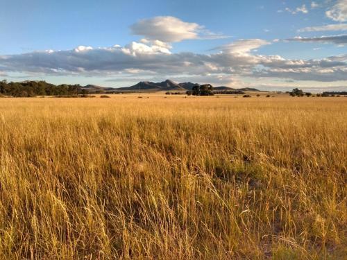 a field of tall brown grass with mountains in the background at Vittorio, en Llohue in Villa Ventana