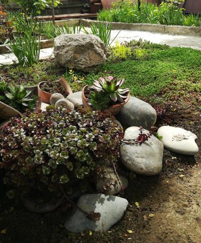 a garden with potted plants and rocks on the ground at Tbilisi guesthouse Nini in Tbilisi City