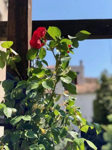B&B Patatina photo 49