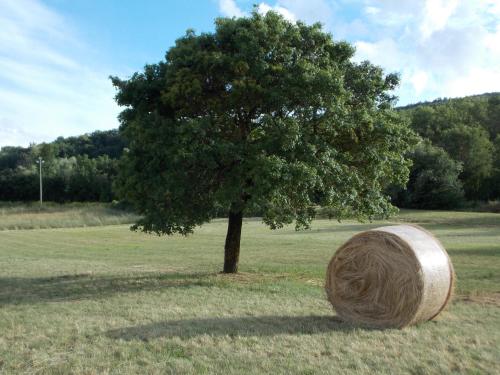 a tree and a barrel in a field with a tree at B&B Nonna Rosa in Norcia