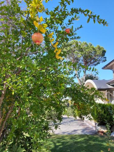 Gallery image of Hotel Panorama in San Valentino in Abruzzo Citeriore