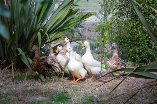 a group of ducks standing in the grass at Hilltop Whakaipo Estate in Taupo