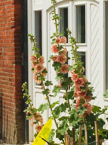 a plant with pink flowers in front of a window at Ferienwohnanlage Sturmhöhe in Welt
