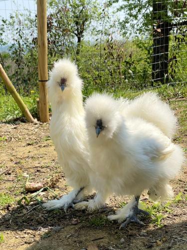 two white chickens standing next to each other at Cozy Chalet in Castell'Arquato 90 m² with Private Pool in CastellʼArquato