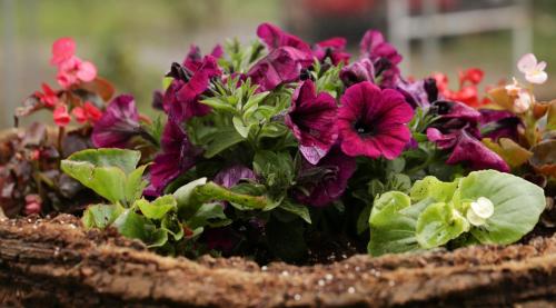 a basket filled with purple and green flowers at Gardelis Gardens in Benitses