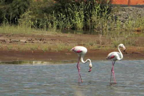 three flamingos standing in a body of water at Apartamento nuevo junto a la playa , vistas al mar in Punta Umbría