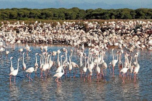 a large flock of flamingos standing in the water at Apartamento nuevo junto a la playa , vistas al mar in Punta Umbría