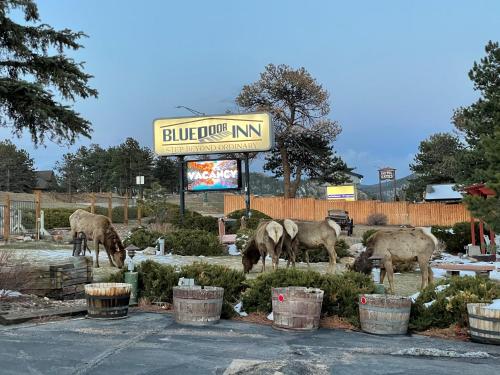 a group of animals grazing in a parking lot at Blue Door Inn in Estes Park