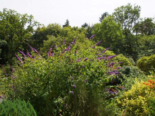 マカンスレスにあるHoliday Home Pernil by Interhomeの紫花束