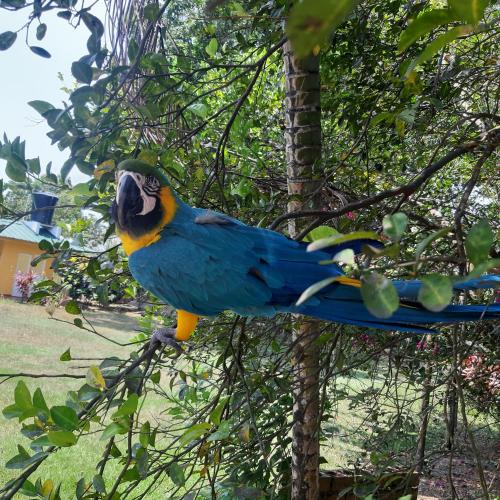 Animales en la casa vacacional o alrededores