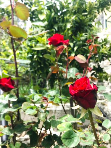 a group of red roses in a garden at Grandpa’s Home in Gjirokastër