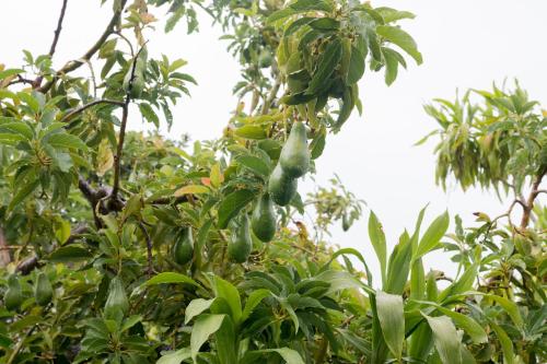 a bunch of fruit hanging from a tree at Le Manglier in Pointe Larue