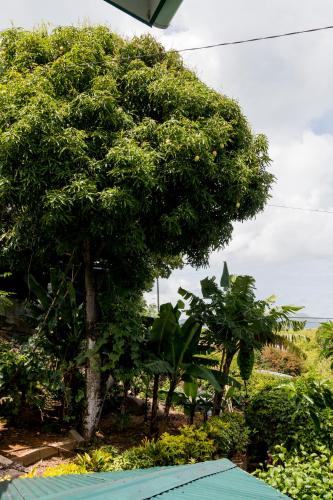 a tree in a garden with a blue roof at Le Manglier in Pointe Larue