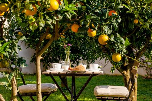 a table under an orange tree in an orchard at Casale Caterina Agriresort in Portoferraio