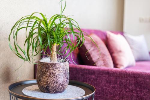 a potted plant on a table in front of a purple couch at Marlingsuites in Marlengo