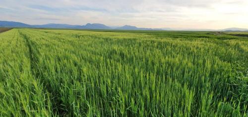 a field of green grass with mountains in the background at Jasmine Residence in Prejmer