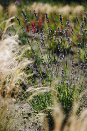 a bunch of purple flowers in a field of grass at AWKA Apart Hotel in Villa La Angostura
