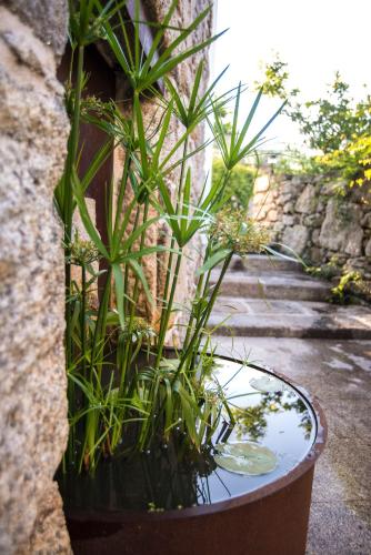 Giardino di Quinta de San Amaro Rias Baixas
