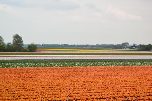 a field of orange and white tulips in a field at Strandhotel Golfzang in Egmond aan Zee