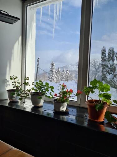 a window sill with four potted plants on it at Hotel Bucegi Portile Regatului in Paraul Rece