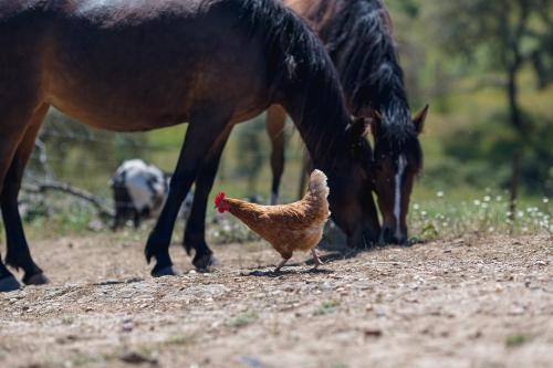 a chicken walking on a dirt road next to a horse at Monte Gois Country House e Spa in Curvatos