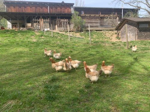 インの敷地内または近くにいる動物